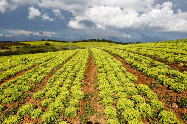 Laitue Plantée Sous Ciel Chargé Nuages Pluie État Sao Paulo — Photo