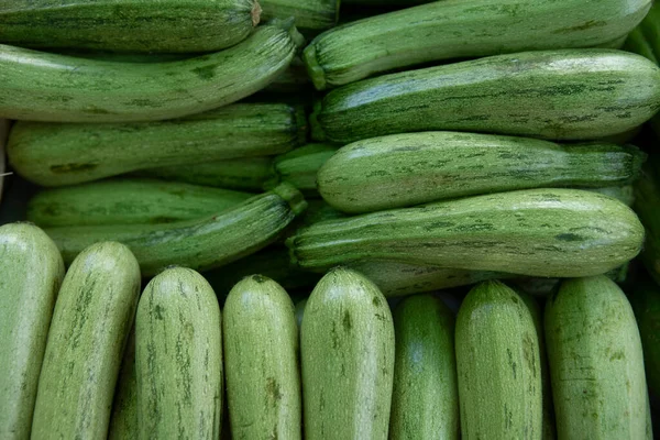 Grüne Zucchini Längliches Grünes Gemüse Frisch Gepflückte Grüne Zucchini Die — Stockfoto