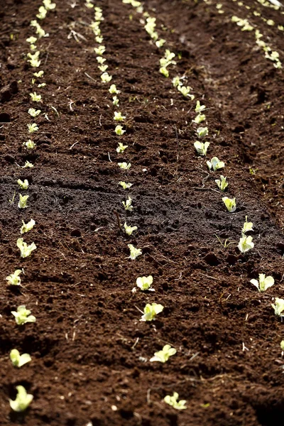 Horta Alface Recém Plantada Brasil — Fotografia de Stock