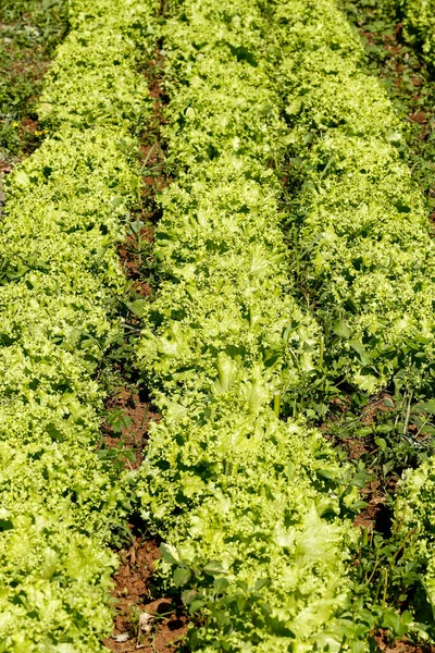 Detailní Záběr Listů Salátu Zeleninové Zahradě Době Sklizně Sao Paulo — Stock fotografie