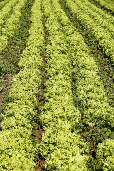 Closeup Lettuce Leaves Vegetable Garden Harvest Time Sao Paulo Brazil — Stock Photo, Image