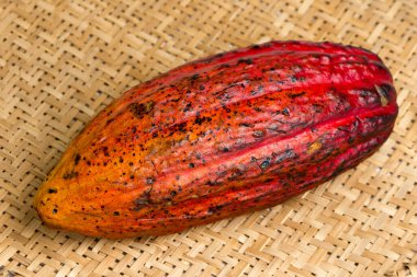 Renkli meyve kakaosu, Theobroma kakaosu, hasır elek üzerinde çikolatanın temel hammaddesi.