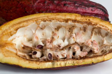 Kakaonun renkli meyveleri, Theobroma kakaosu, çikolatanın temel hammaddesi, beyaz arka planda, ince ve dilimlenmiş.