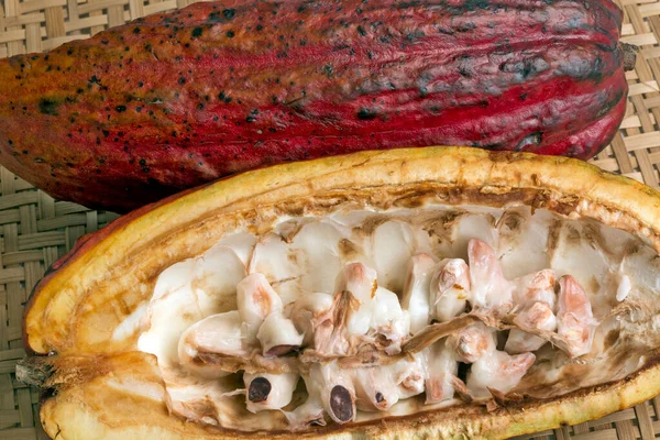 Kolorowy Owoc Cacao Theobroma Cacao Podstawowego Surowca Czekolady Wiklinowym Koszu — Zdjęcie stockowe