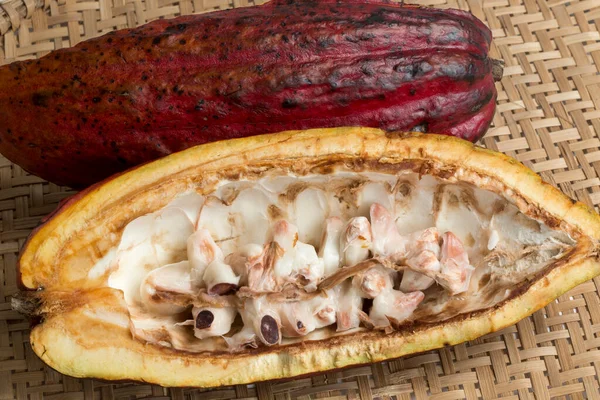 Coloratissimo Cacao Alla Frutta Theobroma Cacao Materia Prima Base Del — Foto Stock