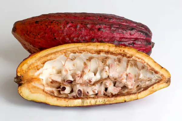 Colorato Frutto Del Cacao Theobroma Cacao Materia Prima Base Del — Foto Stock