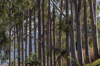 Okaliptüs ağaçları arka ışık içinde closeup. Brezilya