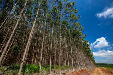 Okaliptüs ağaçları rasyonel plantasyon içinde bakış. Sao Paulo devlet, Brezilya
