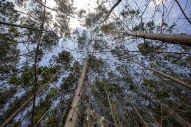 Alttan gördün mü, büyük mercek ile okaliptüs ormanı. Sao Paulo devlet, Brezilya