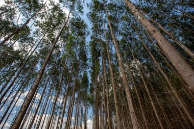 Alttan gördün mü, büyük mercek ile okaliptüs ormanı. Sao Paulo devlet, Brezilya