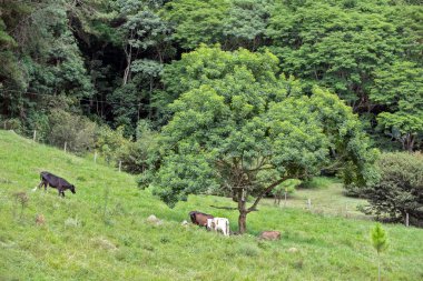 Ağaçların gölgesinde sığırlar, arka planda orman. Sao Paulo Eyaleti, Brezilya