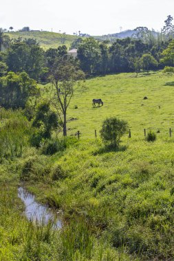 Ağaçların çerçevelediği, otlakta izole edilmiş sığırları olan kırsal alan. Sao Paulo Eyaleti, Brezilya.