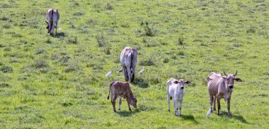 Sığır otlatan kırsal alan. Sao Paulo Eyaleti, Brezilya.