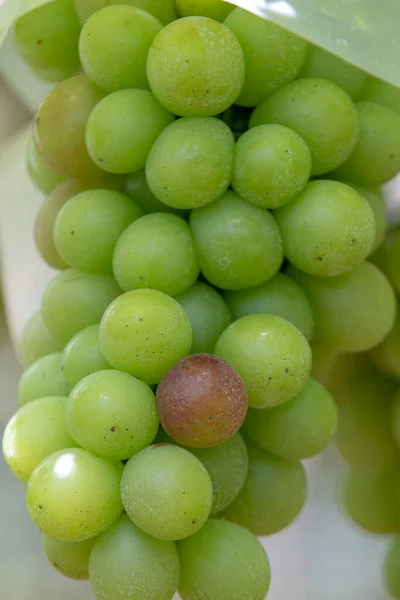 Closeup Bunch Table Grapes Harvest Point Sao Roque Sao Paulo — Stock Photo, Image
