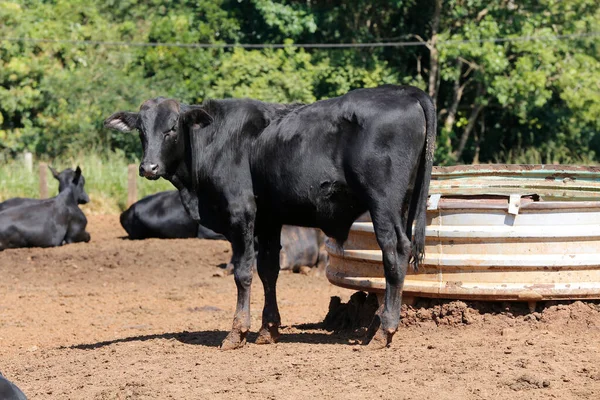 Dobytek Omezený Ohrady Stát Sao Paulo Brazílie — Stock fotografie