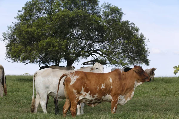 Vee Groen Gras Weide Met Bomen São Paulo Staat Brazilië — Stockfoto