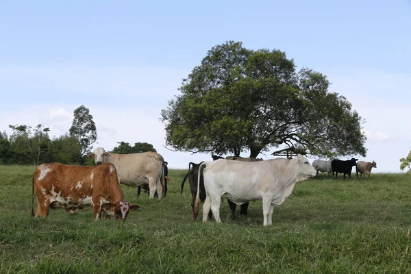 Vee Groen Gras Weide Met Bomen São Paulo Staat Brazilië — Stockfoto