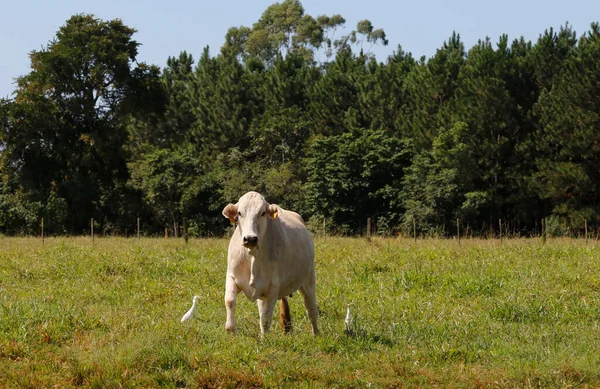 Ganado Zebú Raza Nelore Pasto Verde Con Cielo Árboles Estado — Foto de Stock