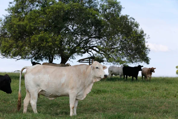 Nelore Dan Zebu Sığırları Gökyüzü Ağaçlarla Yeşil Otlaklarda Ürerler Sao — Stok fotoğraf