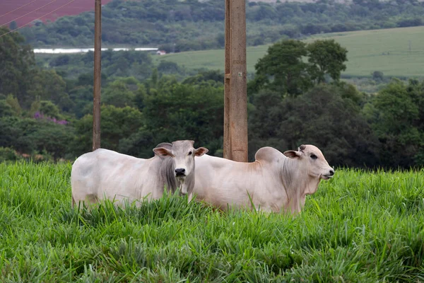 Zebu Gado Raça Nelore Pasto Grama Alta Luz Crepúsculo São — Fotografia de Stock