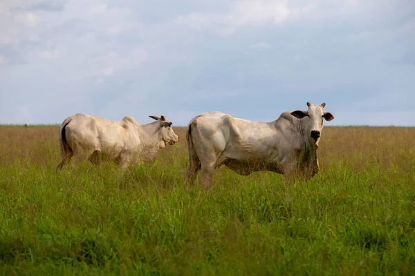 Zebu Cattle Nelore Breed Pasture High Grass Light Dusk Sao — Stock Photo, Image