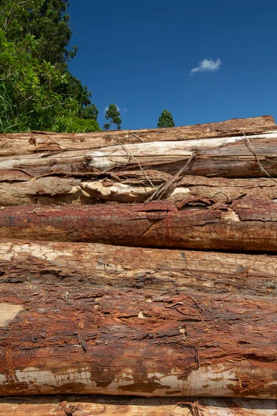 堆放成堆的砍伐的树木 在锯木厂里 供木料生产作土建工程之用 巴西I — 图库照片