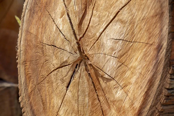 Closeup Seção Transversal Tronco Árvore Com Rachaduras Anéis Crescimento Brasília — Fotografia de Stock