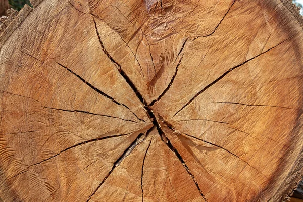 Closeup Cross Section Tree Trunk Cracks Rings Growth Brazi — Stock Photo, Image