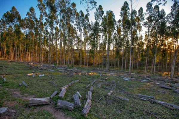 ブラジルの田舎の夕暮れ時のユーカリのプランテーション — ストック写真