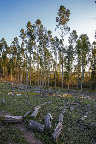 Eucalyptus Plantaasi Hämärässä Brasilian Maaseudulla — kuvapankkivalokuva