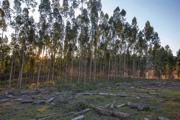 Eucalyptus Plantaasi Hämärässä Brasilia — kuvapankkivalokuva