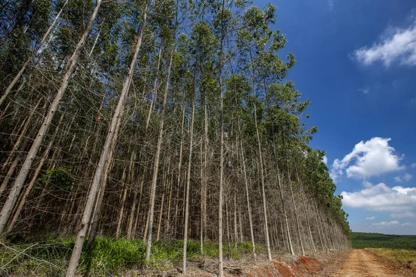 桉树林在合理种植中的应用前景 巴西圣保罗州 — 图库照片