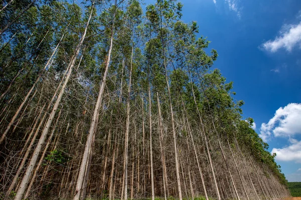 Perspektiv Eukalyptus Olivlundar Rationell Plantation Delstaten Sao Paulo Brasilien — Stockfoto