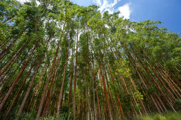 Perspektiv Eukalyptus Lundar Rationell Plantering Skymningen Sao Paulo Staten Brasilien — Stockfoto