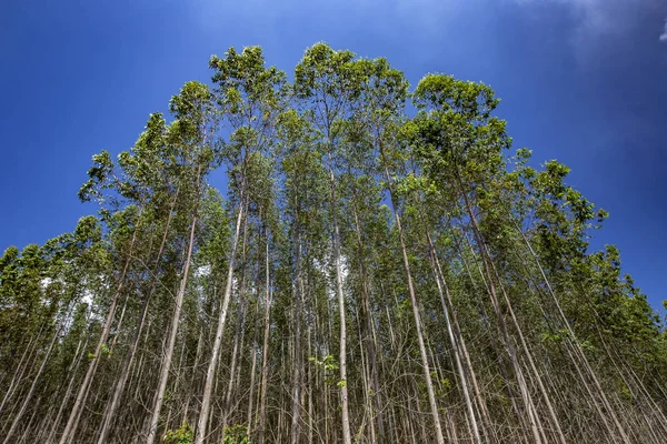 Perspektiv Eukalyptus Olivlundar Rationell Plantation Delstaten Sao Paulo Brasilien — Stockfoto