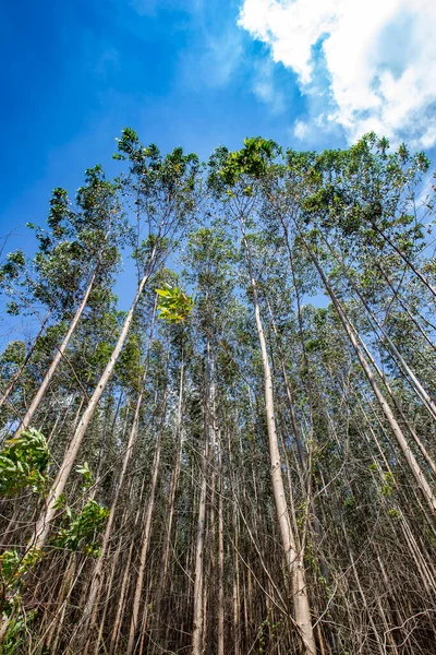 合理的なプランテーションでユーカリの木立の視点 ブラジル サンパウロ州 — ストック写真