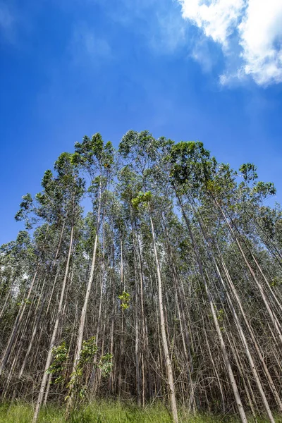 Perspectiva Los Eucaliptos Plantaciones Racionales Estado Sao Paulo Brasil —  Fotos de Stock