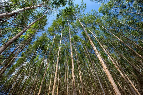 Skogen Eucalyptus Sett Från Botten Upp Med Stora Okularet Delstaten — Stockfoto