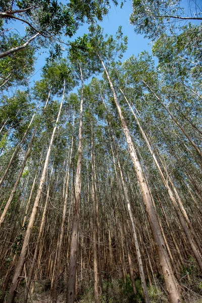 Skogen Eucalyptus Sett Från Botten Upp Med Stora Okularet Delstaten — Stockfoto