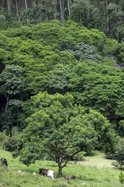 Nötkreatur Skuggan Trädet Med Skogen Bakgrunden Sao Paulo Staten Brasilien — Stockfoto