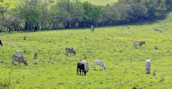 Rural Landscape Cattle Grazing Sao Paulo State Brazil — Stock Photo, Image