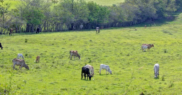 Paisaje Rural Con Pastoreo Ganado Estado Sao Paulo Brasil — Foto de Stock