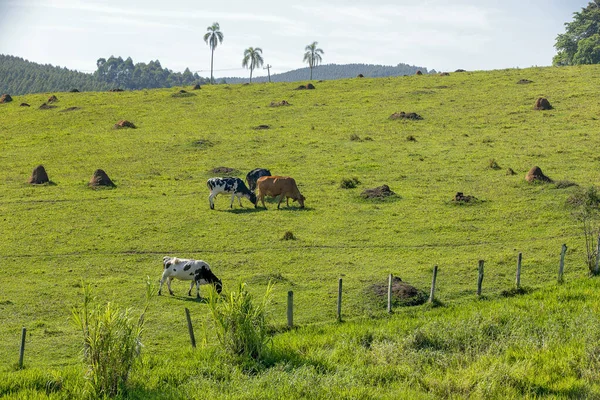 Paesaggio Rurale Con Pascolo Bovino Stato San Paolo Brasile — Foto Stock