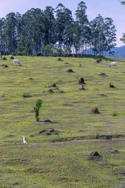 Paesaggio Rurale Con Pascolo Bovino Stato San Paolo Brasile — Foto Stock