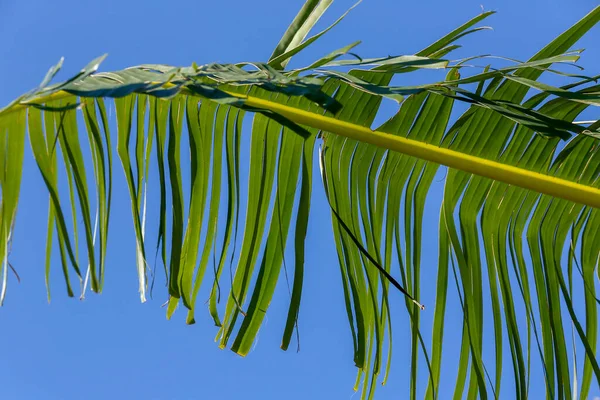 Detailní Záběr Banánové Listy Stromů Nad Bezmračnou Modrou Oblohou — Stock fotografie