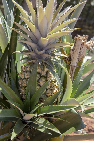Gros Plan Ananas Aux Fruits Mûrs Point Récolte État Sao — Photo
