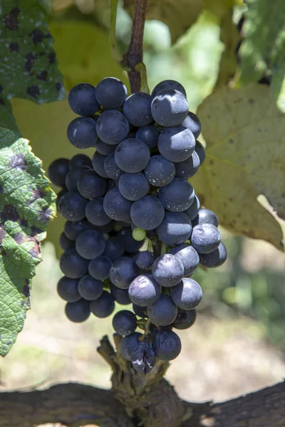 Fechar Cacho Uvas Vinho Ponto Colheita São Paulo Brasil — Fotografia de Stock