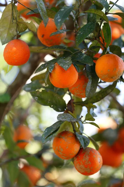 Rangpur Lime Fruit Tree Closeup Brazil — Stock Photo, Image