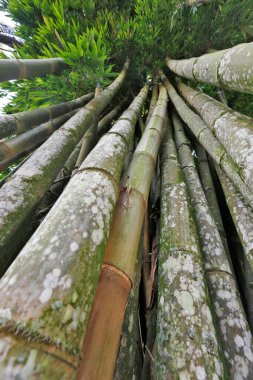 Bambuların en yükseği olan dev bambu perspektifinin alt görüntüsü. Brezilya 'nın kırsalında
