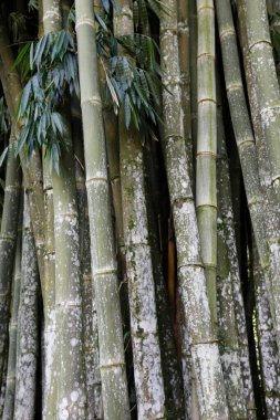 Bambuların en yükseği olan dev bambu perspektifinin alt görüntüsü. Brezilya 'nın kırsalında